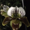 060