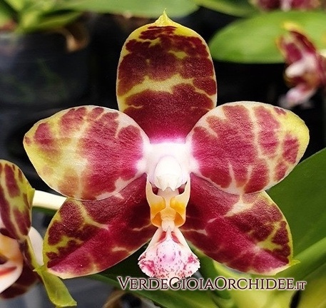 Phal. Hannover Passion (Gelblieber × mariae)