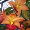 Cyc. Taiwan Gold Orange