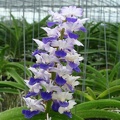 Rhynchostylis coelestis blue