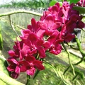 Rhynchostylis gigantea red