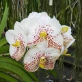 Ascda Kultana Amber x Same