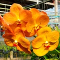 Ascda Pakchong Gold x Ascda Orange Delight