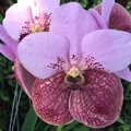 Vanda Sanderiana