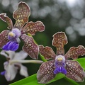 Vanda tesellata, blue