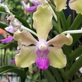 Vanda tessellata green pink 