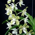 Vanda tessellata, alba