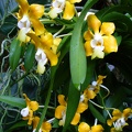 Vanda Denisoniana 