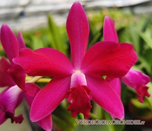 Ctt.Chief Dancing 'Red Dream'