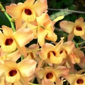 Den Moschatum