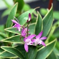 Den. Kingianum variegata
