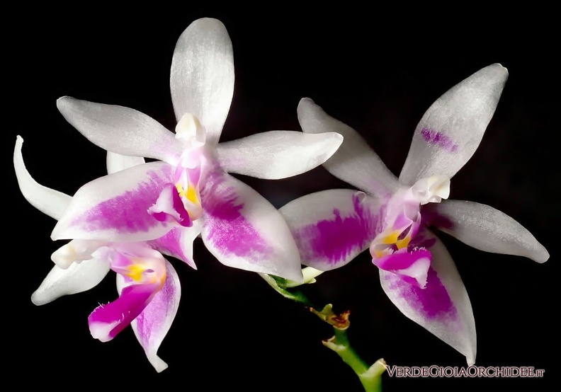 Phalaenopsis modesta .jpg