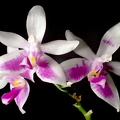 Phalaenopsis modesta 