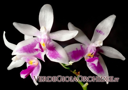 Phalaenopsis modesta 