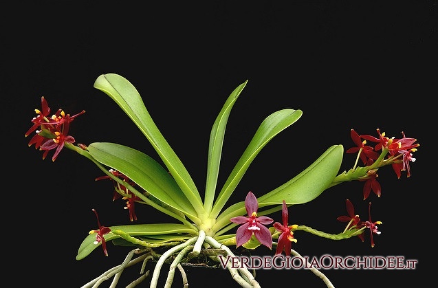 Phalaenopsis-cornu-cervi-chattaladae-1.jpg