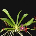 Phalaenopsis-cornu-cervi-chattaladae-1