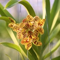 Vandopsis-parishii-Ascda.-Guo-Chia-Long