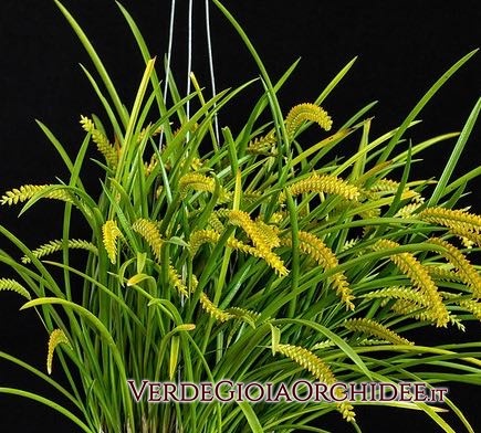 Dendrochillum Wenzelii Yellow (1).jpg