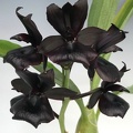 Monnierara Millenium Magic 