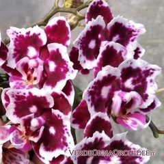 Phal. Formosa Cranberry Black and White Queen бабочка-800x800