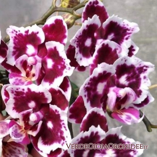 Phal. Formosa Cranberry Black and White Queen бабочка-800x800.jpg