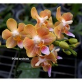 Phal.Yaphon Perfume x celebensis