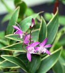 Den. Kingianum variegata