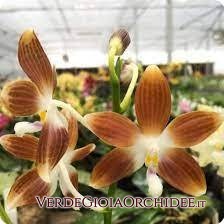 Phal. violacea alba x speciosa coffee.jpg
