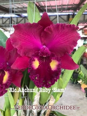 Rlc. Ahchung Ruby &quot;Siam&quot;